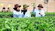 Công ty cổ phần Nông nghiệp sinh học Gia Lai tập trung phát triển chanh dây