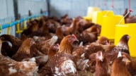 Cần chuyển từ lượng sang chất và giá trị gia tăng trong chăn nuôi gia cầm