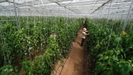 Dự án của FAO góp phần đưa Mộc Châu thành 'Đà Lạt thứ hai”