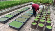 Đừng quên lãng bèo hoa dâu