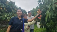 Sẵn sàng đón du khách trải nghiệm mùa vải chín ở Tân Yên