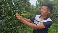 Vải thiều Lục Ngạn dự kiến thu hoạch từ cuối tháng 6