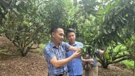 40 lớp tập huấn cho nông dân trồng vải