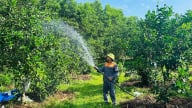Nông dân tìm cách 'giải nhiệt' cho cây ăn quả