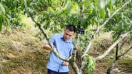Lào Cai công nhận 5 vườn đầu dòng cây ăn quả ôn đới
