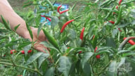Giống ớt cay Hafam 8 năng suất 21 - 24 tấn quả/ha