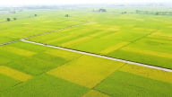 Vinaseed và Quế Lâm hợp lực làm lúa hữu cơ