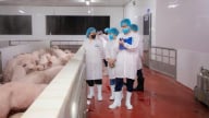 Hà Nội kiểm tra việc chấp hành giết mổ lợn của C.P Việt Nam