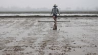 Mưa lũ dự báo đến sớm, vụ hè thu gặp nhiều áp lực