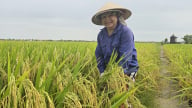 Tẻ Nương Hà Giang 'hiên ngang' ở Đất Cảng
