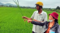 Áp dụng IPHM trong sản xuất lúa, lợi nhuận tăng thêm 5,6 triệu đồng/ha