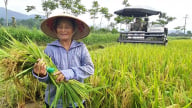 Tẻ Nương Hà Giang - tự hào hương lúa bản địa