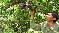 Xã vùng biên mỗi năm 200 hộ thoát nghèo: Người khôn làm ra 'mận ngố'