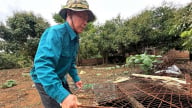 Nhãn quả to, cùi dày, ngọt lịm nhờ triết lý 'đất khỏe cây mới tốt'
