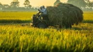 Hà Nội phát triển 200 vùng sản xuất lúa Japonica và lúa chất lượng cao