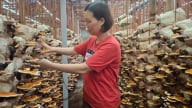 Trồng nấm linh chi cho lợi nhuận như mơ nhờ làm chủ công nghệ