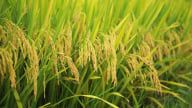 Lúa thuần DK6 lấp lánh trên cánh đồng vàng