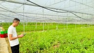 Thời trồng rau, nuôi gà bằng điện thoại