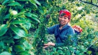 Cây mận - đòn bẩy kinh tế của vùng cao Bắc Hà