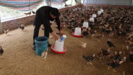 Nuôi gà trên đệm lót sinh học, xóa nỗi lo bị hàng xóm kêu than