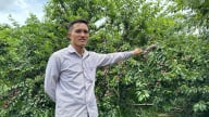Mùa mận kém vui