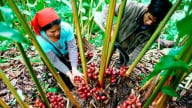 Dược liệu dưới tán rừng cần hành lang pháp lý riêng để bứt phá