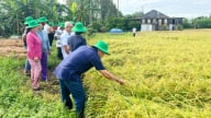 'Ba nhà' cùng xắn tay canh tác lúa giảm phát thải