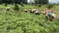 Chuyển lúa sang cây trồng cạn, hiệu quả tăng từ 2 - 3 lần
