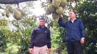 Thời tiết bất lợi, vụ thu hoạch sầu riêng kém vui