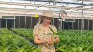 Trồng lan hồ điệp công nghệ cao trong nhà màng, tỷ lệ ra hoa đạt 100%