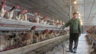Sản xuất gà giống lai Đông Tảo theo hướng công nghệ cao, khách mua tấp nập