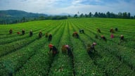 Lào Cai tạo bứt phá cho cây trồng chủ lực