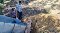 Dịch tả lợn Châu Phi lan rộng 4 xã, phường của Đà Nẵng