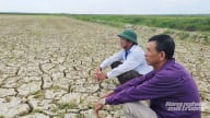 Quảng Trị: Một xã mất trắng hơn 360 hecta lúa hè thu