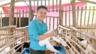Hỗ trợ 105 dê giống để chăn nuôi gắn với du lịch sinh thái