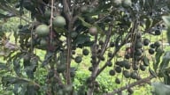 Xã vùng biên thay da đổi thịt nhờ cây mắc ca