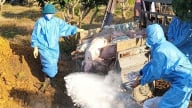 Tuyên Quang lập 2 tổ công tác cơ động phòng chống dịch tả lợn Châu Phi