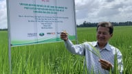 Temasek Foundation đồng hành cải tiến kỹ thuật canh tác lúa tại ĐBSCL