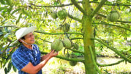 Nông nghiệp Cần Thơ chuyển mình sang hướng sinh thái