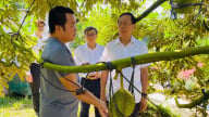 Khánh Hòa tìm hướng mở rộng diện tích, phát triển bền vững sầu riêng