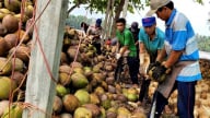 Giá dừa khô tăng lên 180.000 - 190.000 đồng/chục, nông dân phấn khởi