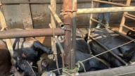10 con bò bị chết do điện giật