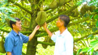 Giấc mơ 'trái ngọt không hóa chất' từ sầu riêng công nghệ cao