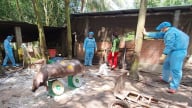 Tây Ninh: Tiêu hủy hơn 1 nghìn con heo nhiễm bệnh