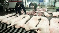 Hà Nội tăng cường kiểm tra, giám sát và truy xuất nguồn gốc thịt lợn