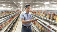 Thụ tinh nhân tạo cho gà, tỷ lệ trứng nở thành công đạt 85 - 87%