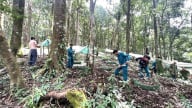 Khôi phục vườn sâm Ngọc Linh sau ảnh hưởng bão số 3