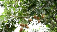 Để mắc ca trở thành cây trồng chiến lược