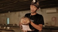 Nuôi hơn 1.000 con dúi, lãi tiền tỷ, ít rủi ro