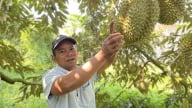 Khuyến nông Khánh Hòa xây dựng 2 mô hình thâm canh sầu riêng VietGAP